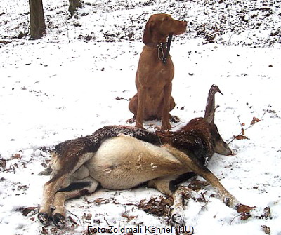 Foto Zldmli Kennel (HU)